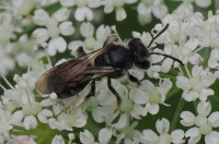 Andrena-minutula-agg